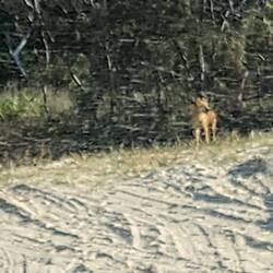 First sighing of dingo