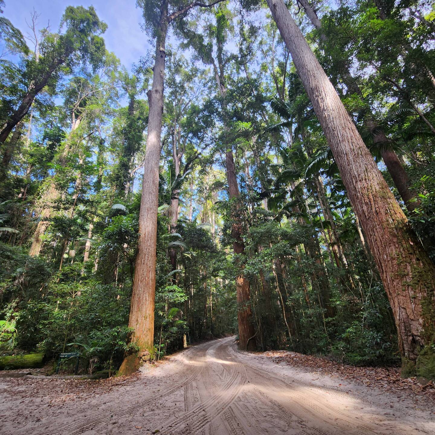 Rainforest on the Island