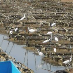 Eine ganze Kolonie Seidenreiher bei einer Muschelzucht