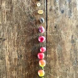 Von der Frucht zur gerösteten Bohne