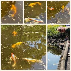 1 fish, 2 fish, 3 fish, 4.....