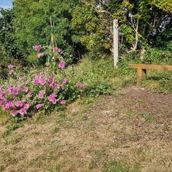 A 'gorilla gardener' has tried to make these flowers look their best