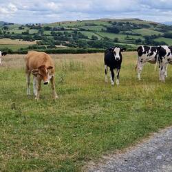 Face off with Cattle. (Photo taken safely from otherside of a cattle grid. 'Pansy' I hear you say!