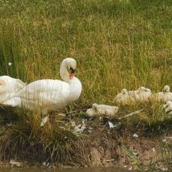 Schwanenfamilie am Radweg