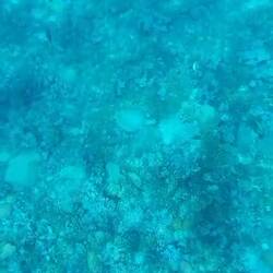 Kann man die Schildkröte ein bisschen erkennen?