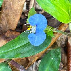 finally a blue flower. tiny but blue 😍