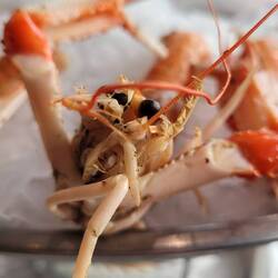 A Langoustine - I ate him, as well as his friends.
