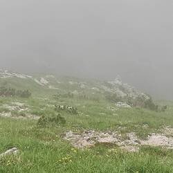 Wenn man genau hinseh, kann man eine Ziege erkennen.