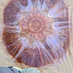 Riesige Qualle am Strand