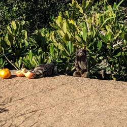 Little monkey things we saw on the hike!