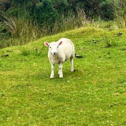 Our cute little neighbor