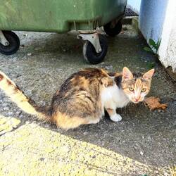 Dieses süsse Miezi hat von uns ein Znacht spendiert bekommen