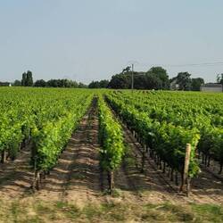 Vineyards in the Loire Valley