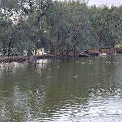 There's a Blue-billed duck in here... in fact, there are 2!