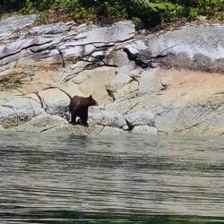 Young black bear in Chancellor Channel