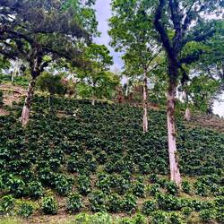 Ufm Wäg nu en Kaffeeplantage gsichtet