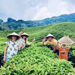 Hard working tea pickers