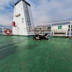 Hunde-Augen blau wie das Meer