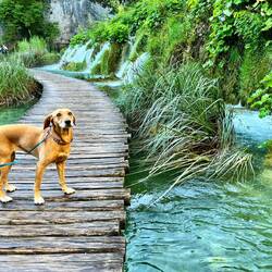 Sogar Nayra bestaunt das Naturspektakel (oder sprang da ein Eichhörnli von einem Baum zum anderen?)