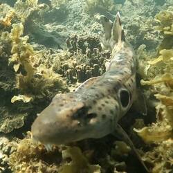 Funky shark, with sticky outty teeth