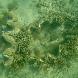 These clams were over 1m long