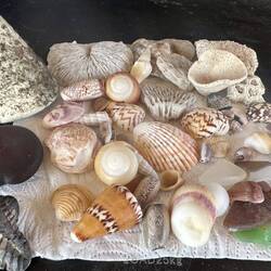 The shell, coral and glass collecting for QLD has begun