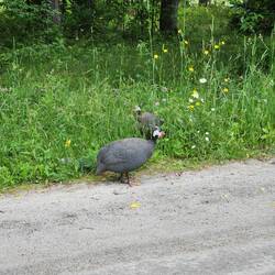 Guinea fowl