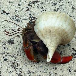 Hermit Crab