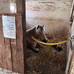 Das ist Ibo, das Pony was Felix beim nächsten mal reiten darf. Weil Mini ihm zu Zickig war... ☺️