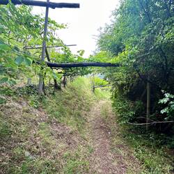Der Weg ging sogar durch einen kleinen Weinberg
