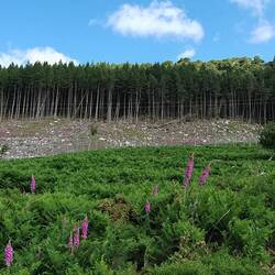 Landschaft: Aus irgendeinem Grund gibt es hier in den Highlands viele, viele abgeholzt Wälder