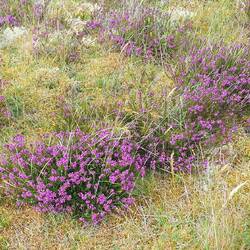 Erika blüht hier an der Nordsee