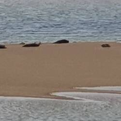 Kaum erkennbar: Lauter Robben auf dieser Sandbank