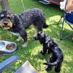 Samsi mit neuem freund