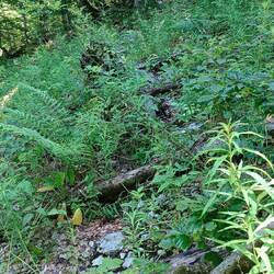 Lost in Forrest....😔