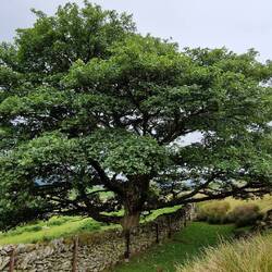 Is this a plane tree like those that are common in France?