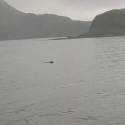 Sea otters spotted on our tender ride