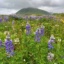 Gorgeous scenery. The lupines!