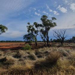 View to the north, out the back of Eulo bore, away from the madding crowd ;-)