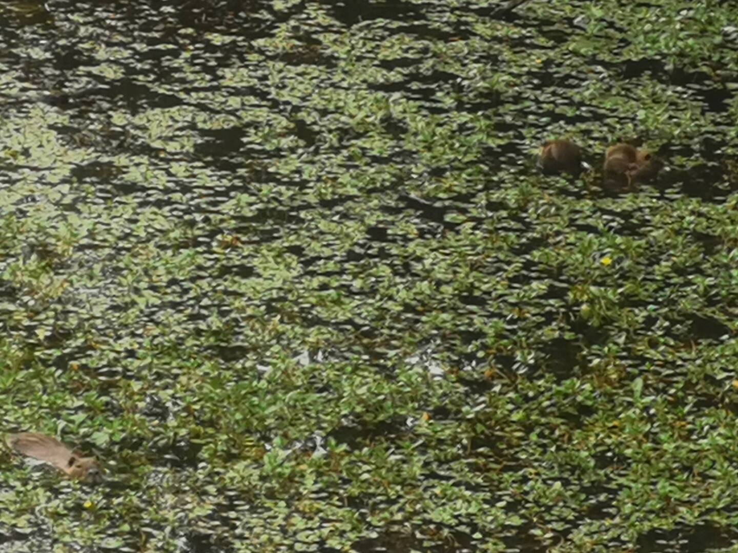 Suchbild: ein großer und zwei kleine Nutrias