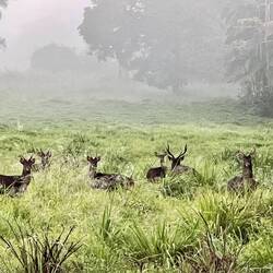 2nd walk, 1st lot of deer