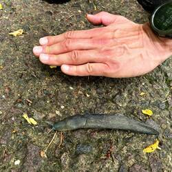 Die Nacktschnecke muss Kraftfutter erwischt haben