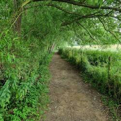 The pub is just along this path. Stinging nettles to the left and right
