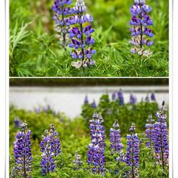 Roadside Lupines — Dutch Harbor/Unalaska ... Aleutian Islands, Alaska.