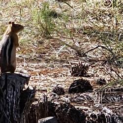 A Ground squiril wondering what smells so bad here!
