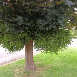 Never seen such huge mistletoes