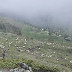 A. Huffing and puffin by the famous black nose sheep herd