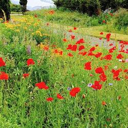 ...Und das Mohnfeld auch