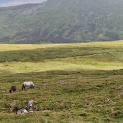 Wild horses on walk down to Bothy