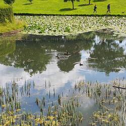 Der Seerosenteich von Blair Castle
